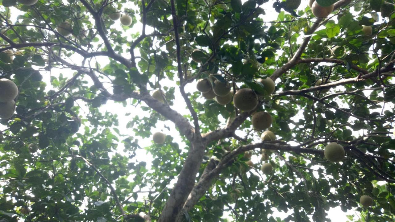 Tam Tinh Vien Homestay Hué Eksteriør billede